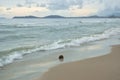 Dry coconut floating on beach with landscape of sea in cloudy day when storm coming